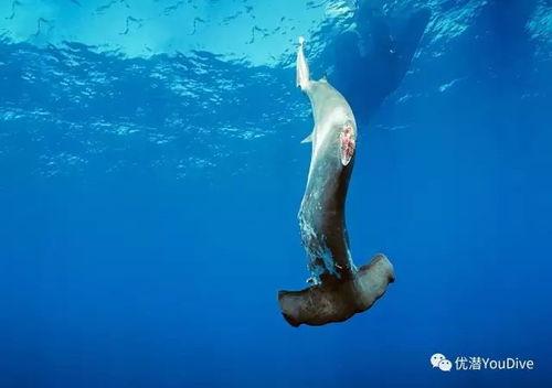 鲨鱼驱魔人2：不洁水域,不洁水域——深海复仇，禁忌之海再掀腥风血雨