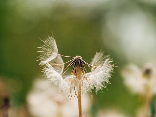 余生不染旧时尘,一场心灵的蜕变之旅