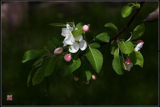 翩翩梨花落晚风