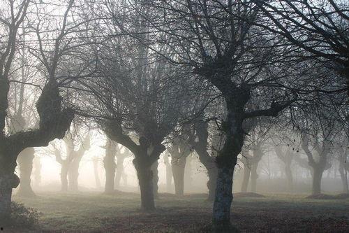 死亡森林,神秘幽暗的死亡之谜
