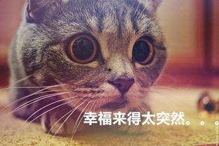 猫猫永不为奴娱乐吃瓜酱,揭秘娱乐圈幕后趣闻