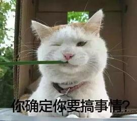 猫猫永不为奴娱乐吃瓜酱,揭秘娱乐圈幕后趣闻